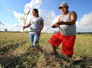 South Dade Farmworkers in damaged field after Hurricane Irma Photo Credit Al Diaz Miami Herald